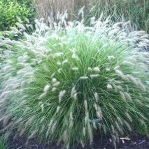 Rozplenica Japońska 'Little Bunny'