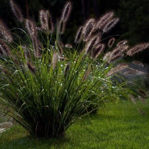 Rozplenica Japońska 'Moudry'