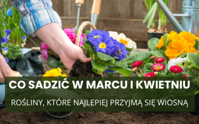 Co sadzić w marcu i kwietniu? Rośliny, które najlepiej przyjmą się wiosną