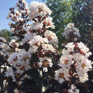 Lagerstroemia indica 'Blush'® Black Diamond