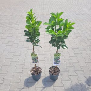 Laurowiśnia Wschodnia 'Etna' na Pniu