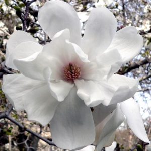 Magnolia 'Merrill'
