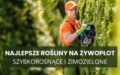Najlepsze rośliny na żywopłot – szybkorosnące i zimozielone