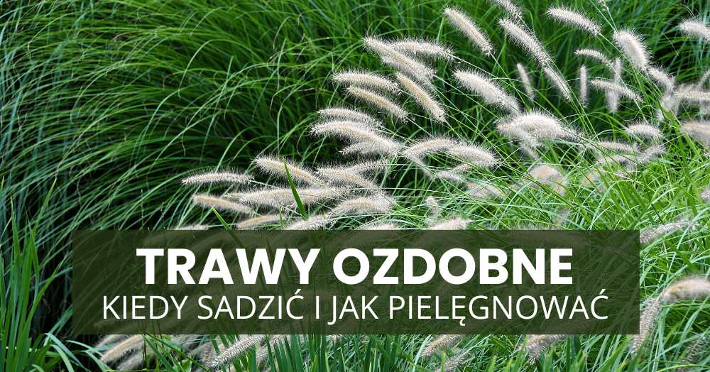 Trawy ozdobne – kiedy sadzić i jak pielęgnować, aby pięknie rosły przez cały sezon?