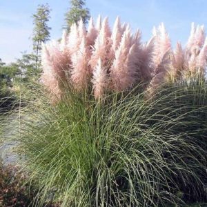 Trawa pampasowa 'Rosea'