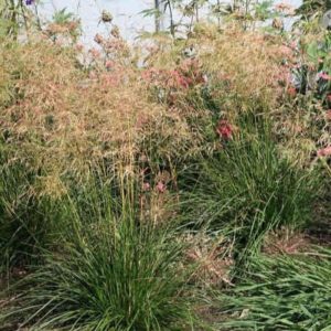 Śmiałek darniowy 'Goldtau'