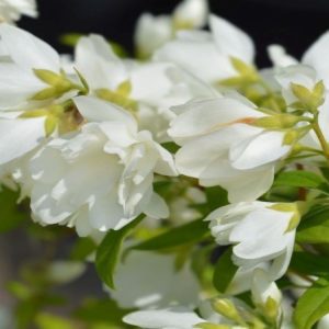 Jaśminowiec 'Manteau d’Hermine'