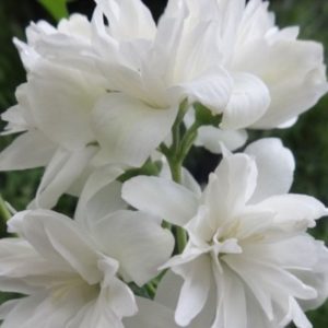 Jaśminowiec 'Schneesturm'