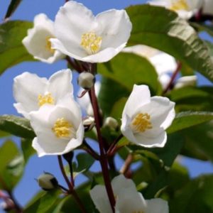 ​Jaśminowiec 'Starbright'