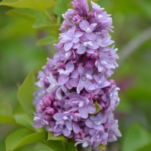 Lilak pospolity 'Katherine Havemeyer'