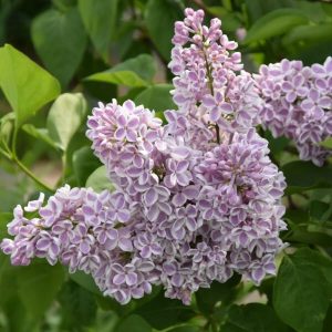 Lilak pospolity 'Lila Wonder'