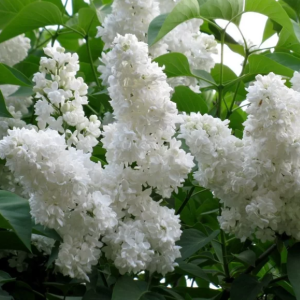 Lilak pospolity 'Mme Florent Stepman'