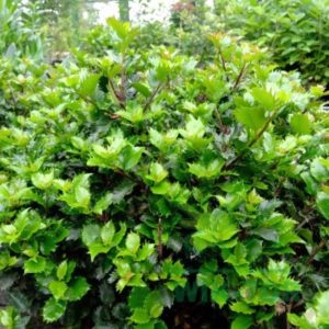 Ostrokrzew Meservy 'Little Rascal'