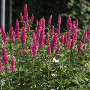 Przetacznik kłosowy 'First Love'