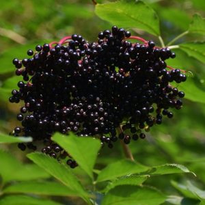 Bez czarny 'Haidegg 17'