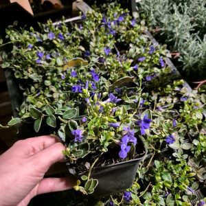 Barwinek pospolity 'Ralph Shugert'