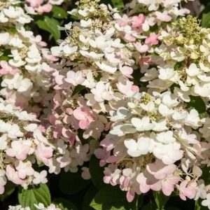 Hortensja bukietowa 'Early Harry'