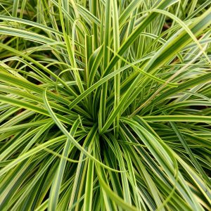 Turzyca 'Gold Fountain'