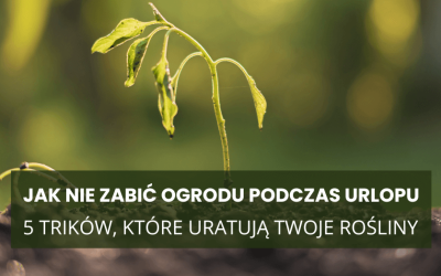 Jak nie zabić ogrodu podczas urlopu – 5 trików, które uratują Twoje rośliny