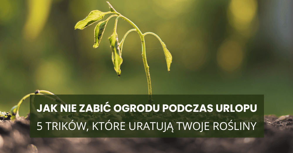 Jak nie zabić ogrodu podczas urlopu – 5 trików, które uratują Twoje rośliny