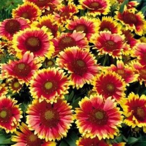 Gailardia ognista 'Kobold'