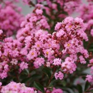 Lagerstroemia 'Eveline'