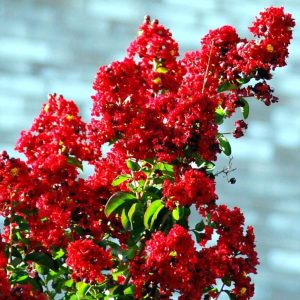 Lagerstroemia 'Red Imperator'