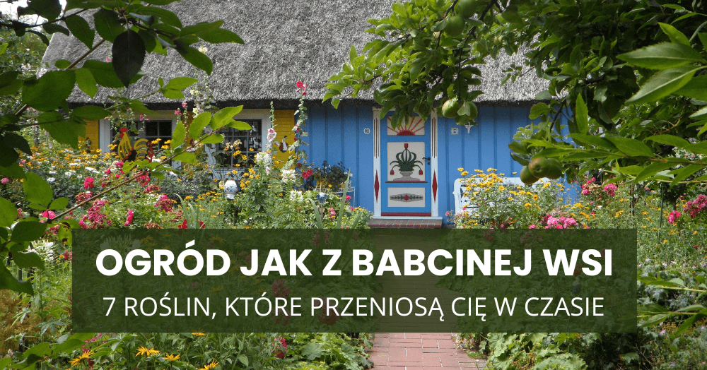 Ogród jak z babcinej wsi – 7 roślin, które przeniosą Cię w czasie
