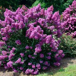 Lagerstroemia indyjska ‘Petite Orchid’