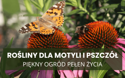 Rośliny dla motyli i pszczół – piękny ogród pełen życia