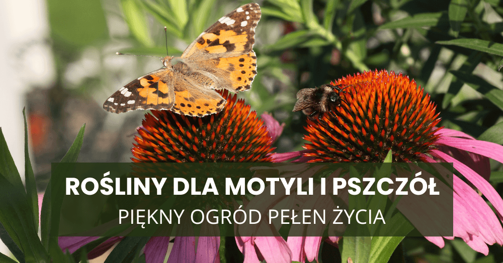 Rośliny dla motyli i pszczół – piękny ogród pełen życia