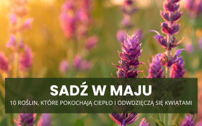 Sadź w maju – 10 roślin, które pokochają ciepło i odwdzięczą się kwiatami