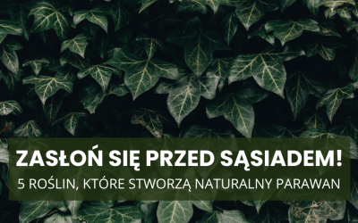 Zasłoń się przed sąsiadem! 5 roślin, które stworzą naturalny parawan