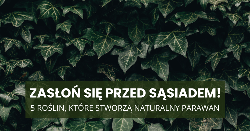 Zasłoń się przed sąsiadem! 5 roślin, które stworzą naturalny parawan