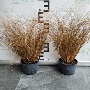 Turzyca 'Milk Chocolate'