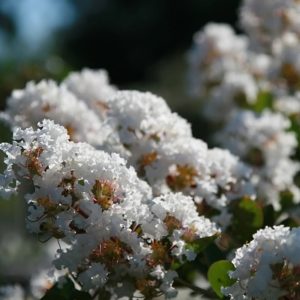 Lagerstroemia 'Acoma'