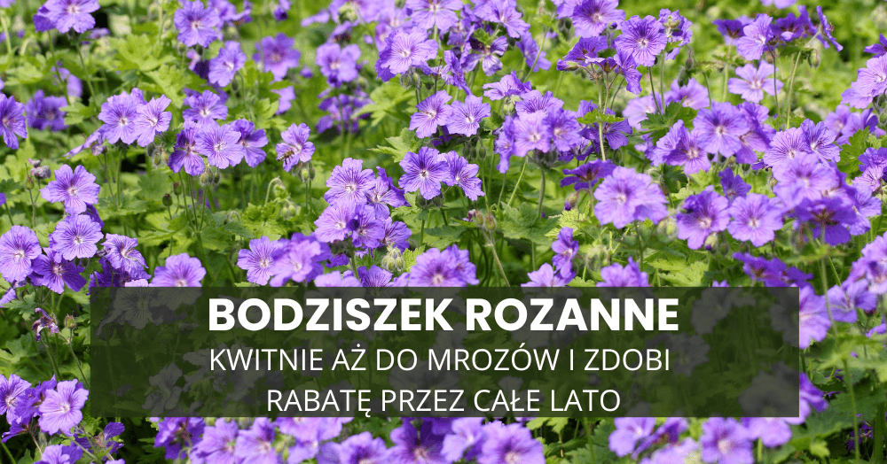 Bodziszek Rozanne – kwitnie aż do mrozów i zdobi rabatę przez całe lato
