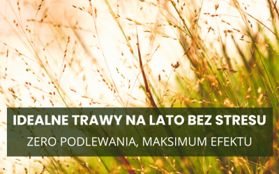 Zero podlewania, maksimum efektu – idealne trawy na lato bez stresu