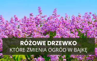 Różowe drzewko, które zmienia ogród w bajkę – jeszcze zdążysz je posadzić!