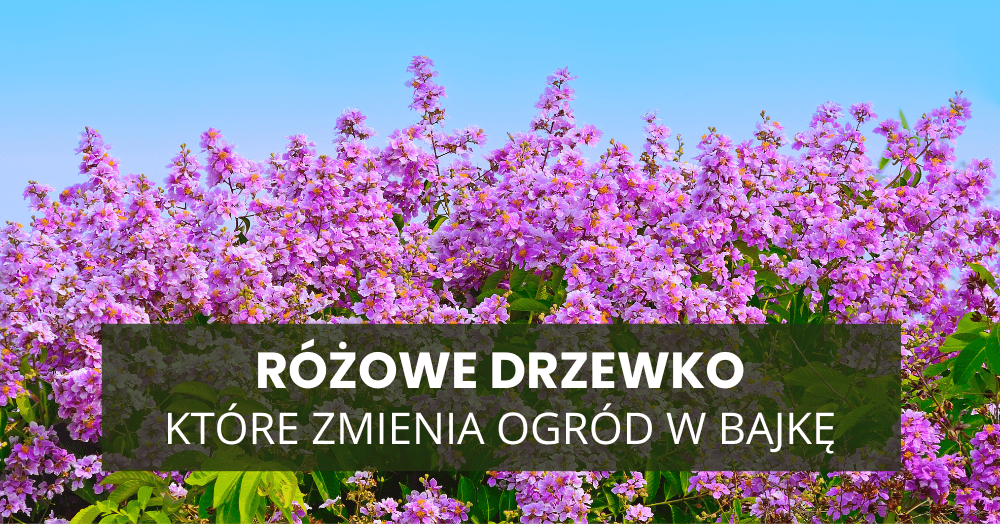 Różowe drzewko, które zmienia ogród w bajkę – jeszcze zdążysz je posadzić!