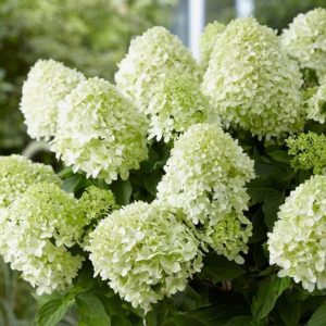 Hortensja Bukietowa 'Little Spooky' PBR