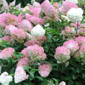 Hortensja Bukietowa 'Pink Lady'