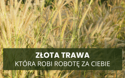 Złota trawa, która robi robotę za Ciebie – efektowny ogród bez roboty
