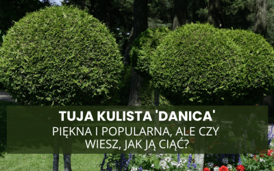 Jedna z najczęściej wybieranych tui – ale czy na pewno ją dobrze tniesz?