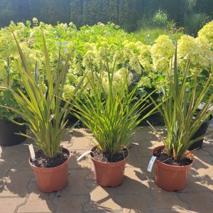 Len Nowozelandzki / Tęgosz Właściwy - odcień zielony