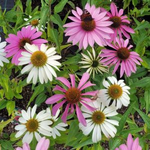 Jeżówka mix- różowa i biała