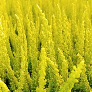 Wrzos 'Barcelona' Skyline