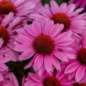 Jeżówka 'Charming Pink'