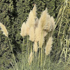 Trawa pampasowa - biała