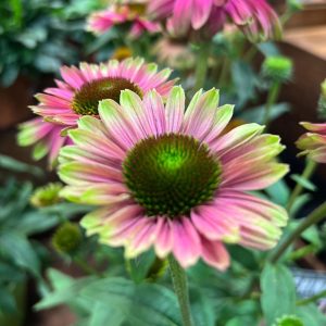 Jeżówka 'KISMET® Pink Lemonade'